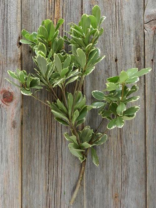 PITTOSPORUM  VARIGATED GREENS